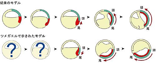 両生類の原腸形成運動を説明する2つのモデル。上段が従来のモデル、下段がアフリカツメガエルで示されたモデル。アフリカツメガエルでは、予定神経外胚葉(青)のうち頭部になる部分とオーガナイザー(赤)の前方部がごく早い段階で接触して、互いにずれることなく、その場に存在し続け、体軸は尾部方向へ伸ばされる。