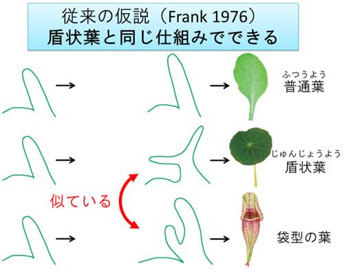 袋のような葉の進化について従来の仮説。形成初期の葉の断面を横から見たときの模式図(左)、形成中期の葉の断面を横から見たときの模式図(中央)、成熟した葉の正面写真(右)。
