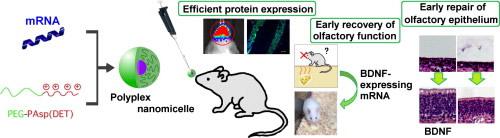 嗅覚神経因子のBDNFのmRNAナノミセルを投与したマウス実験の概要