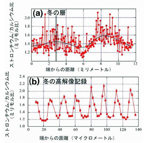オオジャコの殻から得られたストロンチウム/カルシウム比変動。日周期を分析した箇所をグレーのバーで示す。(a)年周期と(b)日周期の明瞭なパターン。
