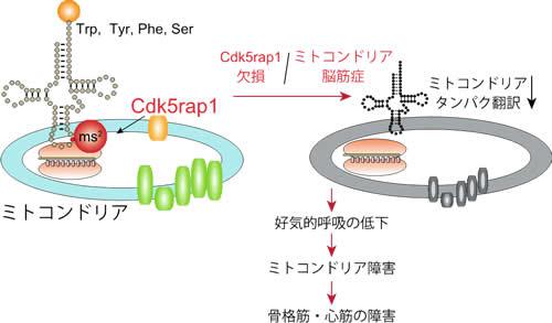 酵素Cdk5rap1によるミトコンドリアtRNA修飾の意義と病態への関与