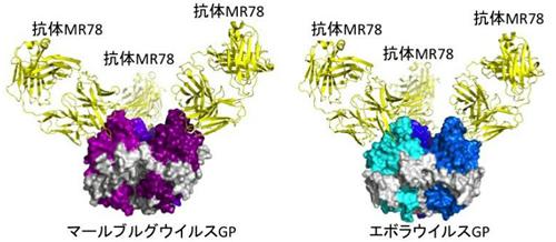 抗体MR78と結合した状態のウイルスGPタンパク質の構造