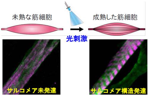 光照射による筋細胞のトレーニング。(左)光照射前の未熟な細胞、(右)光照射後に収縮構造のサルコメアが構築された細胞(緑色がChRGR、マゼンタ色がサルコメア)。