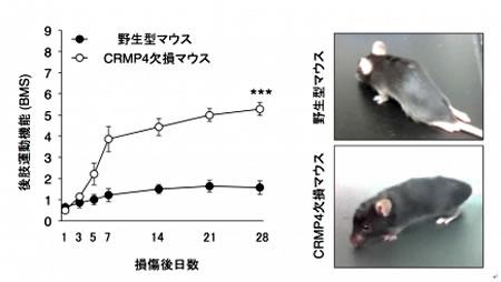 脊髄損傷後の後肢運動機能の推移。損傷4週間まで、野生型マウスでは後肢の運動機能は回復しなかったが、CRMP4遺伝子欠損マウスでは損傷1週間後から運動機能回復が観察された。