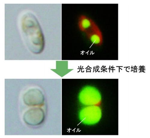 珪藻 Fistulifera solaris JPCC DA0580株のオイル蓄積過程の顕微鏡画像。緑色蛍光がオイルを示し、細胞内の多くの体積をオイルが占める。