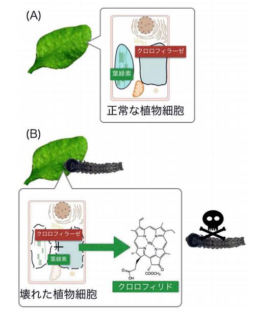 葉緑素とクロロフィラーゼからなる2成分防御系のイメージ。