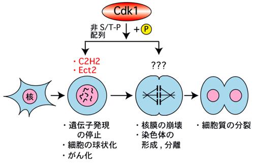 Cdk1による「非S/T-P配列」のリン酸化の細胞分裂やがん化への関与。Cdk1が細胞の分裂開始時に転写因子のC2H2タンパク質の「非S/T-P」配列(S/T-X-X-R/K)をリン酸化し、それによる遺伝子発現を抑制する。また、Cdk1がタンパク質のEct2の「非S/T-P」配列(P-X-S/T-X-[R/K]5)をリン酸化し、細胞の分裂に先立つ球状化を誘起して、がん化に関わる可能性も示した。Cdk1はさらに「非S/T-P」配列の多くのタンパク質をリン酸化し、細胞分裂の諸現象やがん化に関わると予想される。