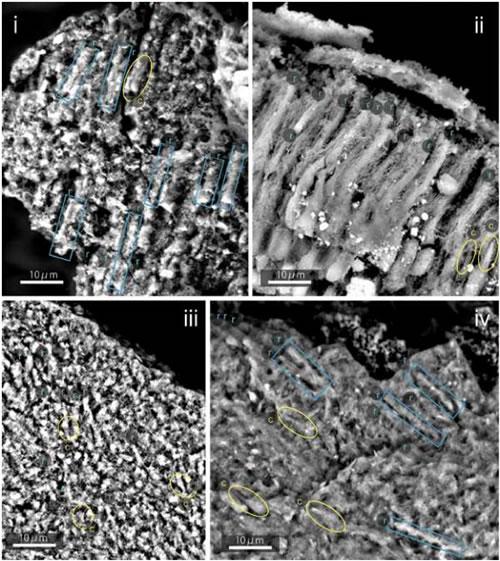アカントーデスの網膜化石(ⅰ,ⅲ,ⅳ)と現生の硬骨魚類の網膜の 走査型電子顕微鏡写真。rは桿体、cは錐体を示す。