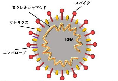 新型コロナウイルスの模式図（早稲田大学提供）