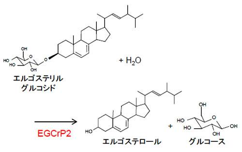 EGCrP2による、エルゴステリルグルコシドの分解