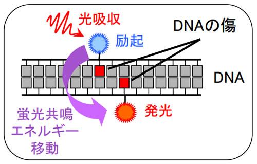 DNAの傷が近接していると、蛍光共鳴エネルギー移動として観測できる原理