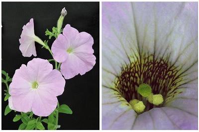 ペチュニアの花。右の拡大写真では、雌しべ(緑)と、花粉を含む雄しべ(黄)がある。