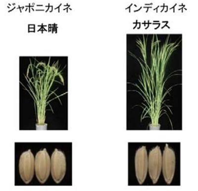 研究に使ったジャポニカイネの日本晴とインディカイネのカサラス、その植物体とコメ粒