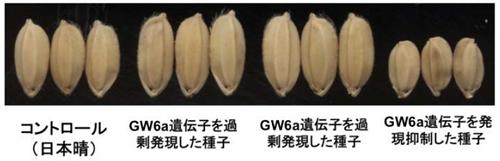 日本晴にGW6a遺伝子を過剰発現させた種子と、発現を抑制した種子