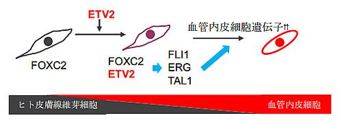 ETV2 はヒト皮膚線維芽細胞内の FOXC2 と共役して血管内皮細胞遺伝子の発現を誘導する