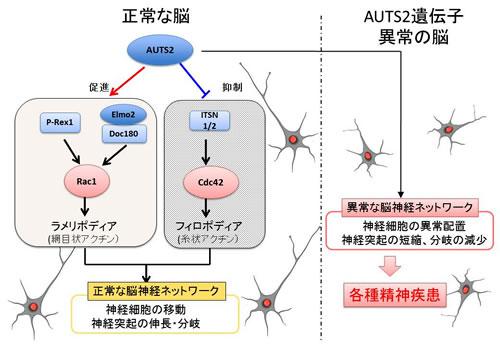 今回の研究でわかったAUTS2遺伝子の脳神経ネットワークでの働き