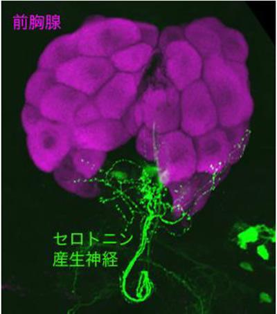 昆虫ステロイドホルモン(エクジステロイド)の生合成器官の前胸腺(赤紫色)に伸びて連絡するセロトニン産生神経(緑色)の免疫化学組織染色像