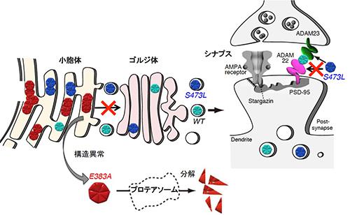 分泌不全型LGI1(赤色)は細胞内の小胞体内で異常タンパク質として認識され、速やかに分解される。一方、分泌型変異LGI1(濃青色)はシナプスで分泌されるが、受容体のADAM22との結合能が欠損していた。