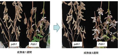 乾燥条件下でのPdh1型品種とPdh1型品種の裂莢程度、成熟3週間後、Pdh1では莢がはじけてないのに対し、Pdh1では多くの莢がはじけて、種子が落ちやすい
