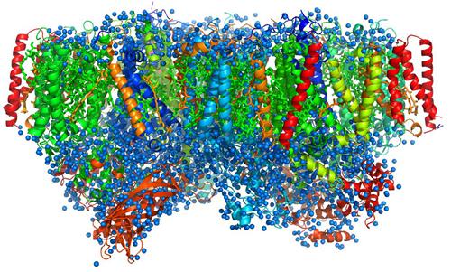 光化学系Ⅱ複合体の構造。19個のタンパク質からなる単量体が2つ集まった2量体構造で、真ん中に対象軸がある。青色のボールは水分子を表す。