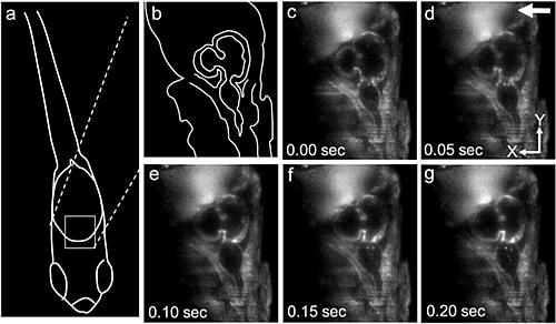 開発した顕微鏡で観察した生きたメダカの心臓の拍動