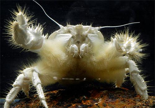 ゴエモンコシオリエビ。深海の熱水噴出孔域に生息する。ヤドガリに近い種で、体表に多数の毛が生えている。体長は5cm程度。