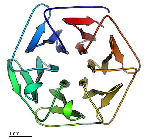 ピザ型人工タンパク質のリボンモデル図。6個のドメイン(部品)が自己組織化で合体して、完全6回回転対称型の構造になった。スケールの1nmは10億分の1メートル。