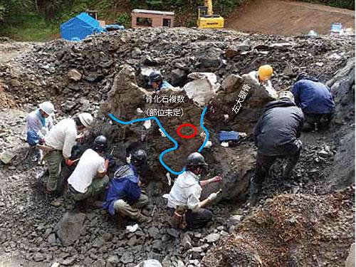 恐竜化石の発掘現場、赤丸が上顎骨の発見された場所