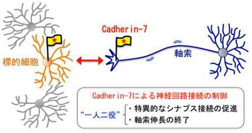 カドヘリン7による神経回路接続の概念図
