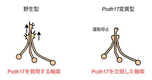 プロトカドヘリン17を欠損した神経細胞(右)で伸長が阻害される軸索