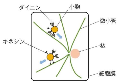 細胞内輸送の模式図