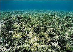 白保サンゴ礁の枝状サンゴ(コモンサンゴ)の大群落。1998 年の白化により枝状サンゴは激減したが、2003 年までに一度は回復した=2000年
