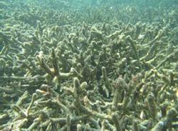 死滅して海藻が覆った白保の枝状サンゴ。回復した枝状サンゴが大型台風で流出した土砂や白化によって多くが死滅した