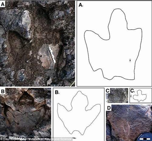 今回発見されたハドロサウルス科の足跡化石。A：成体の足跡 B：亜成体の足跡 C：幼体の足跡 D：皮膚痕