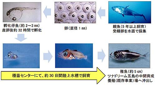 クロマグロ稚魚生産の流れ