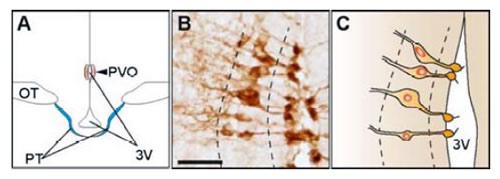 オプシン5を発現するウズラの脳脊髄液接触ニューロン。AとCは模式図、Bは顕微鏡写真、スケールバーは20μm