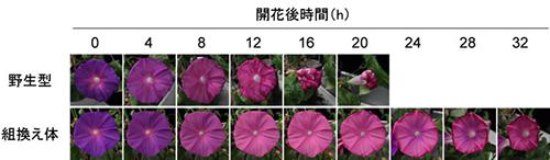 野生型のアサガオとエフェメラル1遺伝子発現抑制組み換え体の花の老化の様子。組み換え体では、野生型の花に比べ、花びらのしおれが遅くなる。 