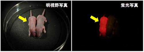 DNAのメチル化を可視化したメチローマウスの新生児(黄矢印)、励起光を照射してフィルターを介して見ると全身が赤く光る(右)