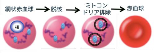 赤血球の分化、成熟の様子