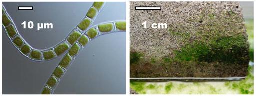 (左)はクレブソルミディウムの顕微鏡写真、(右)はコンクリート片に生育させたクレブソルミディウム