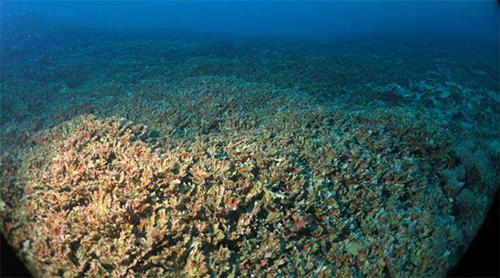 石垣島の名蔵湾の深さ30mで大量死していたサンゴ礁