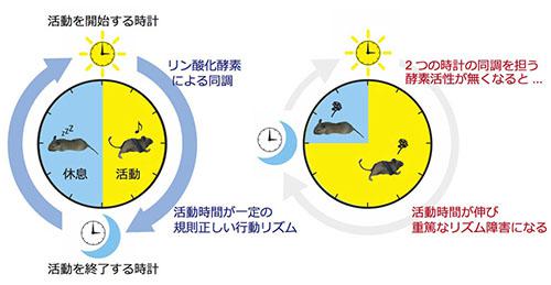 2つの体内時計の同調による規則正しいリズム(左)と、CaMKⅡの酵素活性を欠損させたマウスのリズム障害(右)