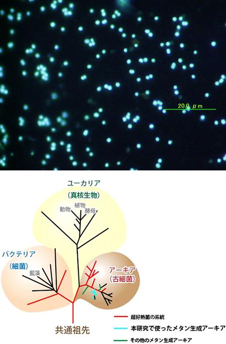 この研究で使った超好熱性メタン菌の顕微鏡写真と生命進化の系統樹