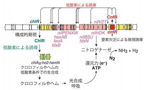  シアノバクテリア窒素固定遺伝子群の制御の仕組み