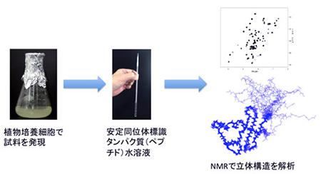 大量生産の新技術とNMRによるタンパク質構造解析の流れ