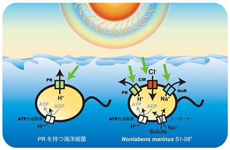今回見つかった海洋細菌(右)の太陽光利用のイメージ図(提供：吉澤晋・東大特任研究員) 