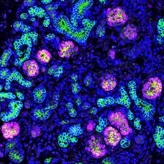 マウスES細胞から作成した腎臓組織