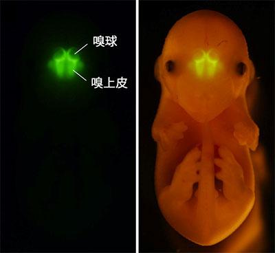 「グーフィー遺伝子」と緑色蛍光タンパク質遺伝子をつないで発現させた遺伝子改変マウス(胎生15日目)緑色蛍光は嗅上皮の嗅細胞や鋤鼻感覚細胞に集中し、他の組織や臓器ではみられない(提供：理化学研究所)
