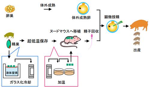 図. 子ブタの精巣組織の超低温保存とヌードマウスへの移植、さらに顕微授精から出産までの経路