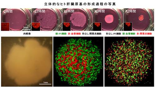 iPS細胞からヒト肝臓の原基(臓器の種)が形成される過程
上段(肉眼像)：培養時間の経過とともに、3種類の細胞が一つに集まって来る。(提供：横浜市立大学)
